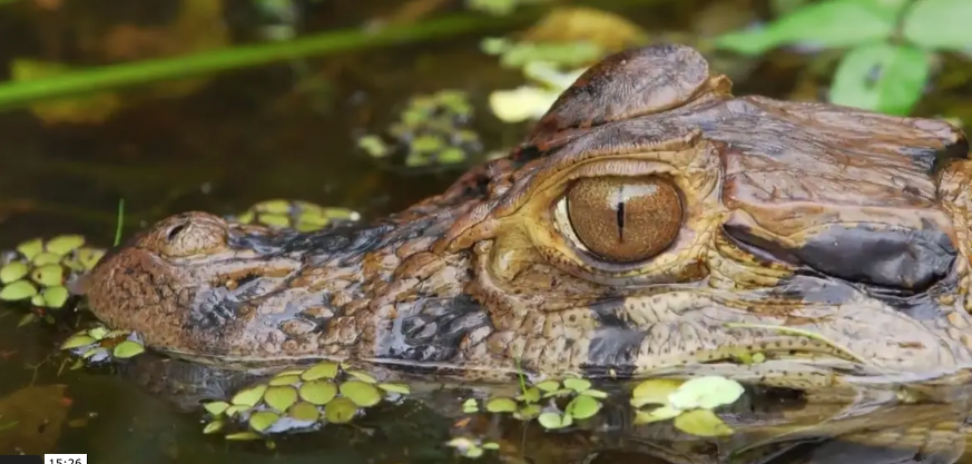 Photo d'un crocodile pour l'emission 50'inside